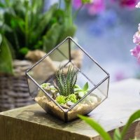 Polyhedron geometric clear glass plant Box